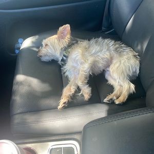 Meet your Posher, Pat